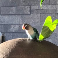 fumin (@fumin0203) 's Twitter Profile