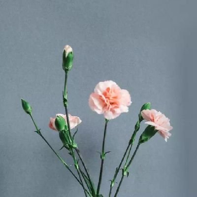 Mixxxxxxx3's profile picture. 000