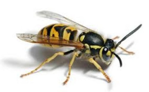 capvb's profile picture. 