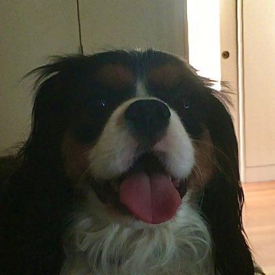 dibbadog's profile picture. 