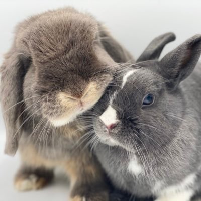 🇫🇷Blog spécialisé dans les conseils et informations concernant les #lapins domestiques.
🇬🇧Blog specialising in advice about domestic #rabbits.
