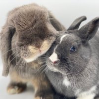 Blog Nowlapins (@nowlapins) 's Twitter Profile