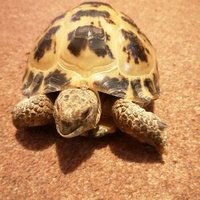 Shumpy The Tortoise(@ShumpyThe) 's Twitter Profile Photo