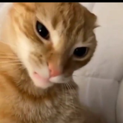 NFT&FOTOGRAPY ANIMAL

meme airdrop hunter