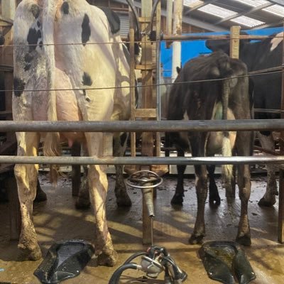 philman72792174's profile picture. Dairy farmer on a grass base system