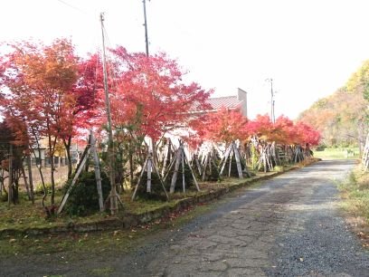 山形県高畠町にある考古、歴史、民俗資料館です。縄文草創期や安久津八幡宮、高畠鉄道の資料が充実しています。℡0238−52-4523