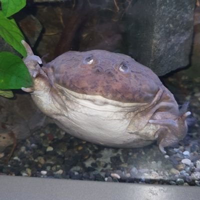 돌리랑 도트가 제일 좋아さんのプロフィール画像