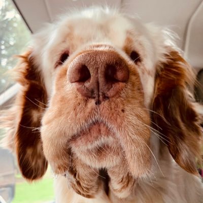 Preservation breeder of Clumber Spaniels. Purebred enthusiast, dog mom & social media creative. For the love of Clumbers. 🐾