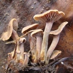 Macedonian Mycological Society is concerned with study, conservation and popularisation of fungi in Macedonia.