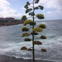 giuseppe (@pirredda5) 's Twitter Profile Photo giuseppe (@pirredda5) 's Twitter Profile Photo