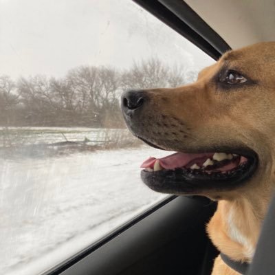 sliles3's profile picture. grateful believer. wife. mom. dog lover. foodie in training. hater of misused apostrophes.