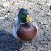 Federal Farm (@farm_federal) Twitter profile photo Federal Farm (@farm_federal) Twitter profile photo