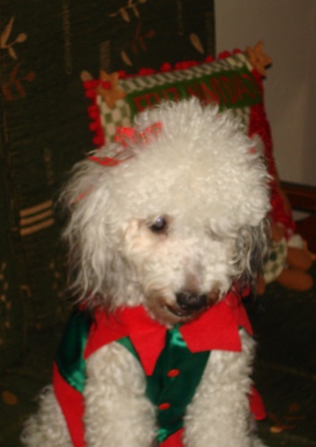 I´m a Real TOP DOG MODEL: Lynnda Bollytha Mckenzie....!!!