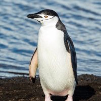 ollie, jolly (@conek__) 's Twitter Profile