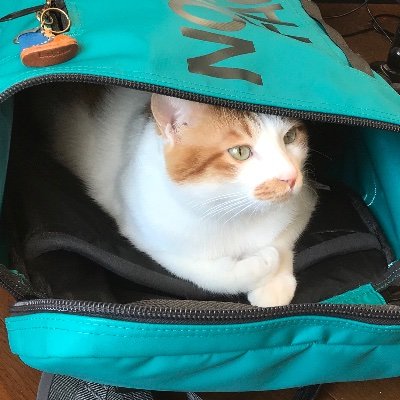 モルカサルンドさんのプロフィール画像
