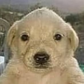 SeriaCara's profile picture. Si tú me hubieras dicho siempre la verdad
Si hubieras respondido cuando te llamé
Si hubieras amado cuando te amé
Serías en mis sueños la mejor mujer