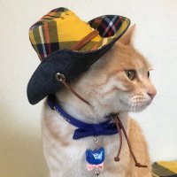 猫野 茶助🌾 (@chasuke0522) 's Twitter Profile