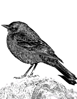 bilabeau's profile picture. 