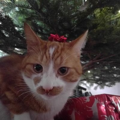 Joyce79818161's profile picture. 