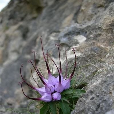 chenhaichao7's profile picture. 