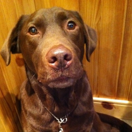 nobuko_pen's profile picture. のぶだよ～をん