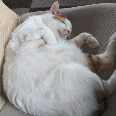 アイナナの取引用アカウントです。たまに呟きます。最推し大和さん、推し楽さん、アイナナ箱推しです。ピタゴラ、蕎麦ゴラスも好きです。遥か昔に成人済み。よろしくお願いします(*´∇｀*)