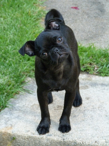 ZoeMayPuglet's profile picture. I'm a super adorable, affectionate, playful, bratty (and spoiled rotten:) girl pug puppy. I was born on Thanksgiving Day! Oh yeah. And my Daddy is the best! 0:}