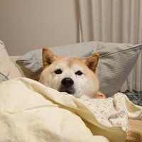 Satoshi_ata (@satoshi_ata) 's Twitter Profile