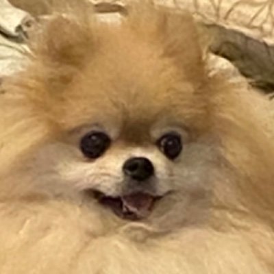 犬好き。 🐩🐕🐈 やっぱりれいわしかない!応援💪 田中康夫さんを横浜市長に🐩 潰瘍性大腸炎持ち。断薬、食事に気をつけて落ち着いています。食事といっても添加物と油に気をつけているだけ。薬なんて必要なかったを実感。 酪酸菌サプリ飲んでます。子供の習い事の先生のお仕事してます。 全ての子供に明る未来を❤️