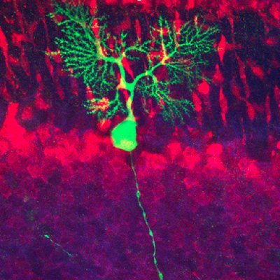 Cerebellar Development, Wiring and Function. Cerebellar circuits and neurodevelopmental disorders