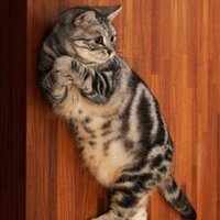 左のワンポイント投げ猫 (@onepointcat) 's Twitter Profile