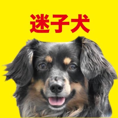 迷子犬凜太郎 りんたろう くんを探しています チワックス 福岡県筑紫野市 迷子犬 りんたろうくんを探しています 迷い犬 保護 保護犬 博多 天神 ドッグラン 動物病院 ペットサロン ドッグカフェ ダックス チワックス チワワ ミックス 迷子犬凜太郎 りんたろう くんを探しています チワックス 福岡県筑紫野市 迷子犬 りんたろうくんを探しています 迷い犬 保護 保護犬 博多 天神 ドッグラン 動物病院 ペットサロン ドッグカフェ ダックス チワックス チワワ ミックス