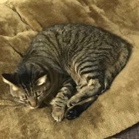 猫(睡要性) (@nemmmmmmmmmmmui) 's Twitter Profile