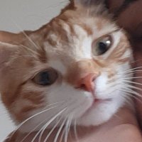 Wafflesgirl (@wafflesgirl1) Twitter profile photo