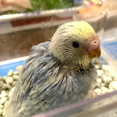 セキセイインコのちくわです 2021.01.26産まれ 2021.02.19お迎えした日 Instagram▷▶︎▷chikuwa2021.01.26