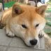 犬の残滓 (@ponta115) Twitter profile photo 犬の残滓 (@ponta115) Twitter profile photo