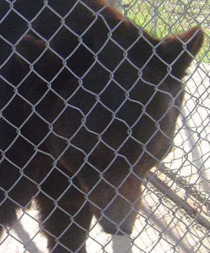 FreeBenBearNC's profile picture. Jambbas Ranch is a filthy desolate land where all of the caged animals including Ben, have been suffering without proper enclosures or stimulation for years.