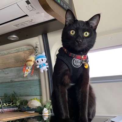 ぽんず 旅する黒ネコ Ponzu Tripcat Twitter ぽんず 旅する黒ネコ Ponzu Tripcat Twitter