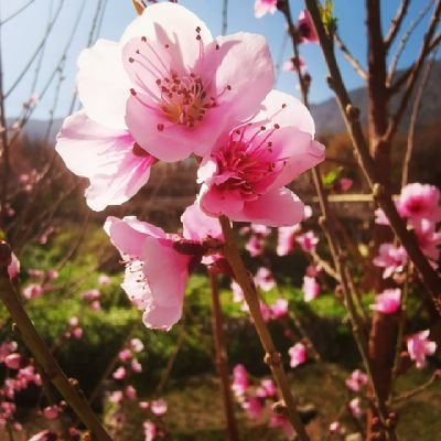 khalid12444's profile picture. 