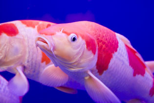 KoiFishLover's profile picture. 