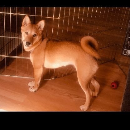 Travel, NHL Blackhawks, Rugby, Zoey Shiba Inu 2021, Mischief Maker, Cambria, Canada, Japan, Spain, UK, Copper and Miracle in loving memory.