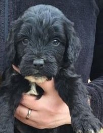 A day without laughter is a day wasted, proud owner of Jarvis Cockerpoo ,avid Toon fan. NO DMS PLEASE unless I know you