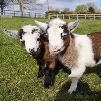 Love pygmy goats(@lovepygmygoats1) 's Twitter Profile Photo