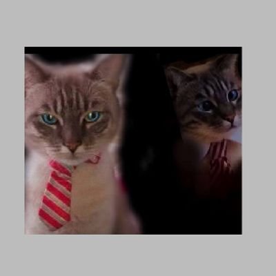 Look2meBogart's profile picture. Look to my many pages! Eberybody lub me much too much bigly!  Look2me!https://t.co/kKWug1u7NQ or follow: https://t.co/p0rEN3smqI Instagram: