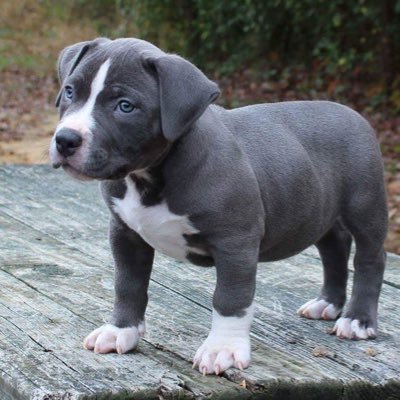 SaidNikki's profile picture. Mom, Boss, Entrepreneur