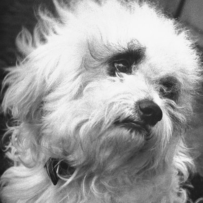 ✡️ Possibly a dog, possibly a lawyer, possibly a lawyer dog.
