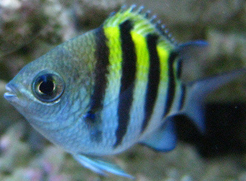 MiamiReef's profile picture. Log of my 24 gallon Aquapod Saltwater Reef Aquarium. 3 inch live sandbed,and about 20 lbs of live rock in total.PC 2 x 32 watt Actinic and Full.