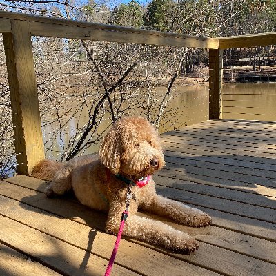 I'm a golden doodle who explores parks and trails around Atlanta! We have over 100 reviews online! Give us your recs of where we should go next!