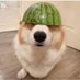 fromthecorgi (@dotcorgii) Twitter profile photo fromthecorgi (@dotcorgii) Twitter profile photo