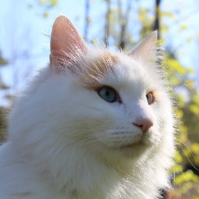 castform51's profile picture. Failing successfully